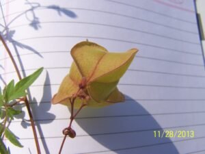 Cardiospermum haliccabum (6)