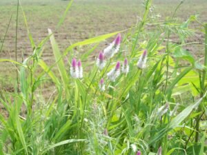 Celosia argentea L (2)