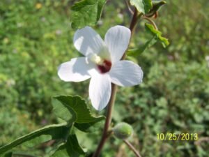 Malva parviflora (7)